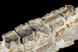Hyracodon (Running Rhino) Jaw Section - South Dakota #113076-2